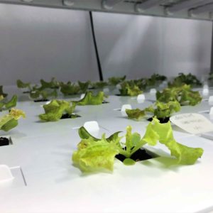 New photos of vertical farms