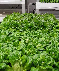 Updates on the Vertical Farm & These Unprecedented Times